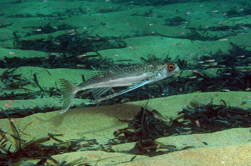 Dactylopterus volitans